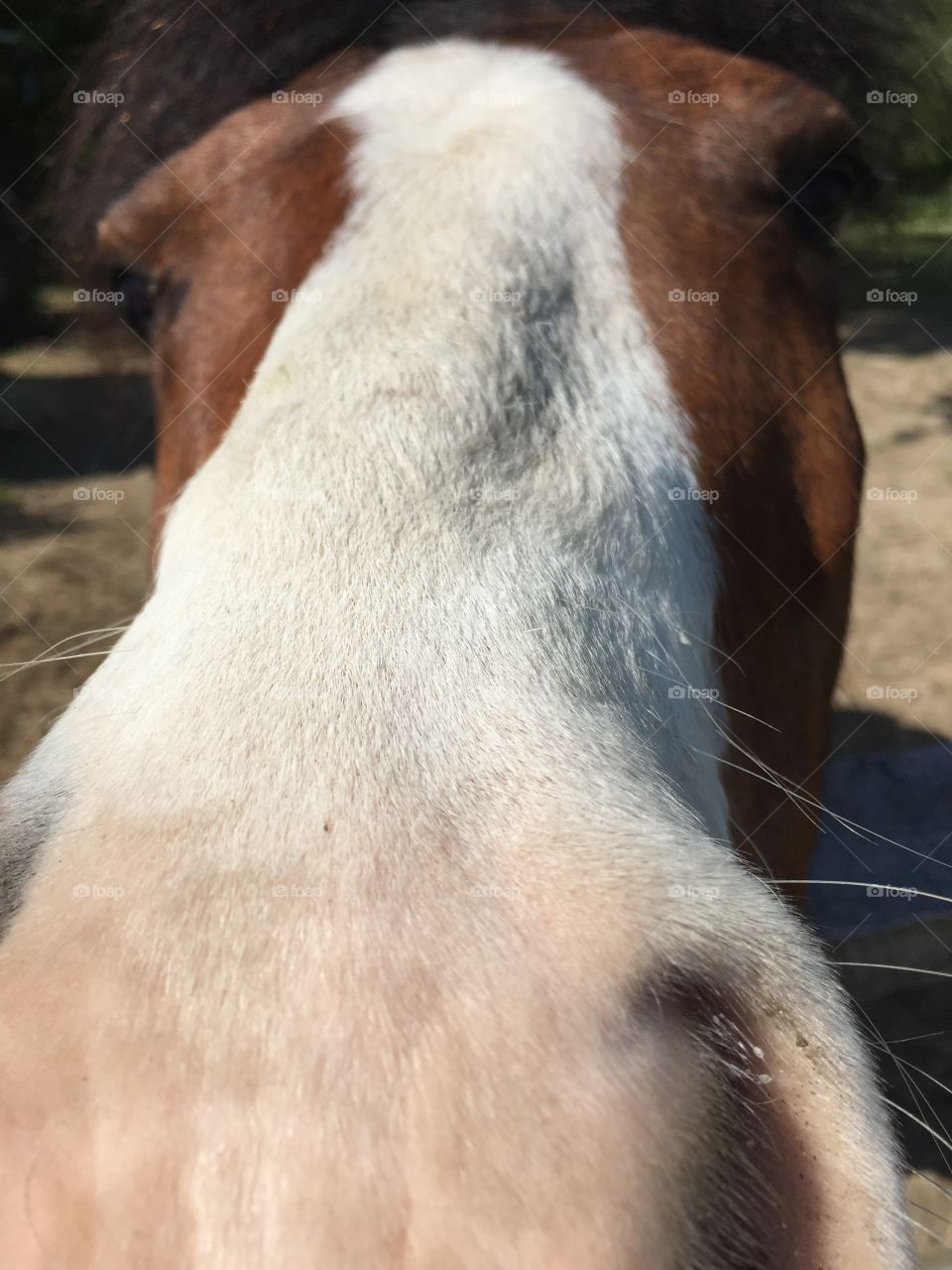 Horse Quinn nosy 