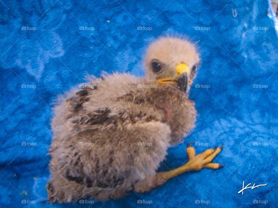 Baby red tail hawk 