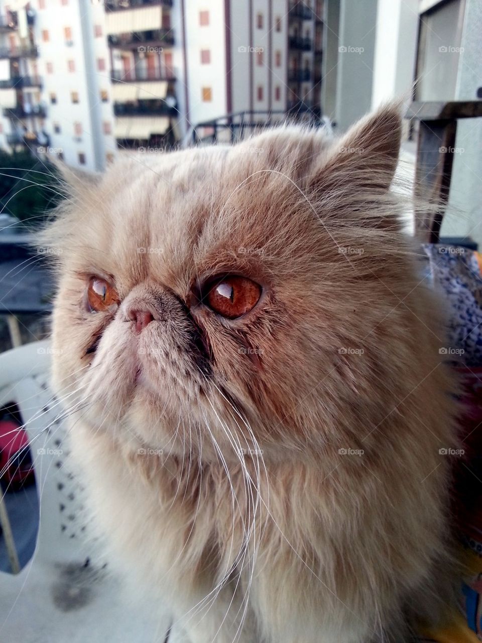  Persian cat 