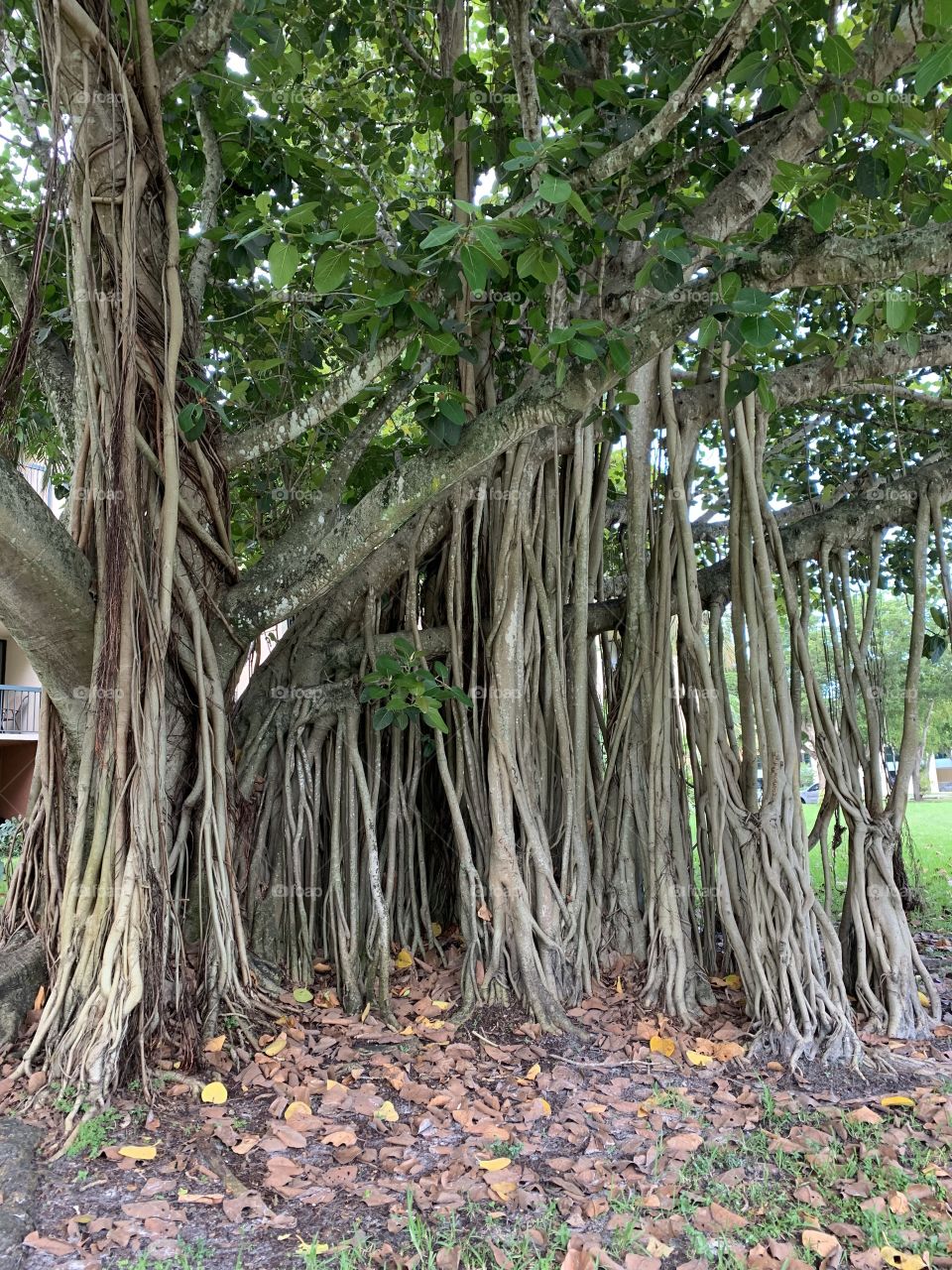 
Of all the trees on earth, the Ficus certainly have the most bizarre growth forms. The tree has numerous snakelike, aerial roots growing downward from the limbs, a massive, buttressed trunk