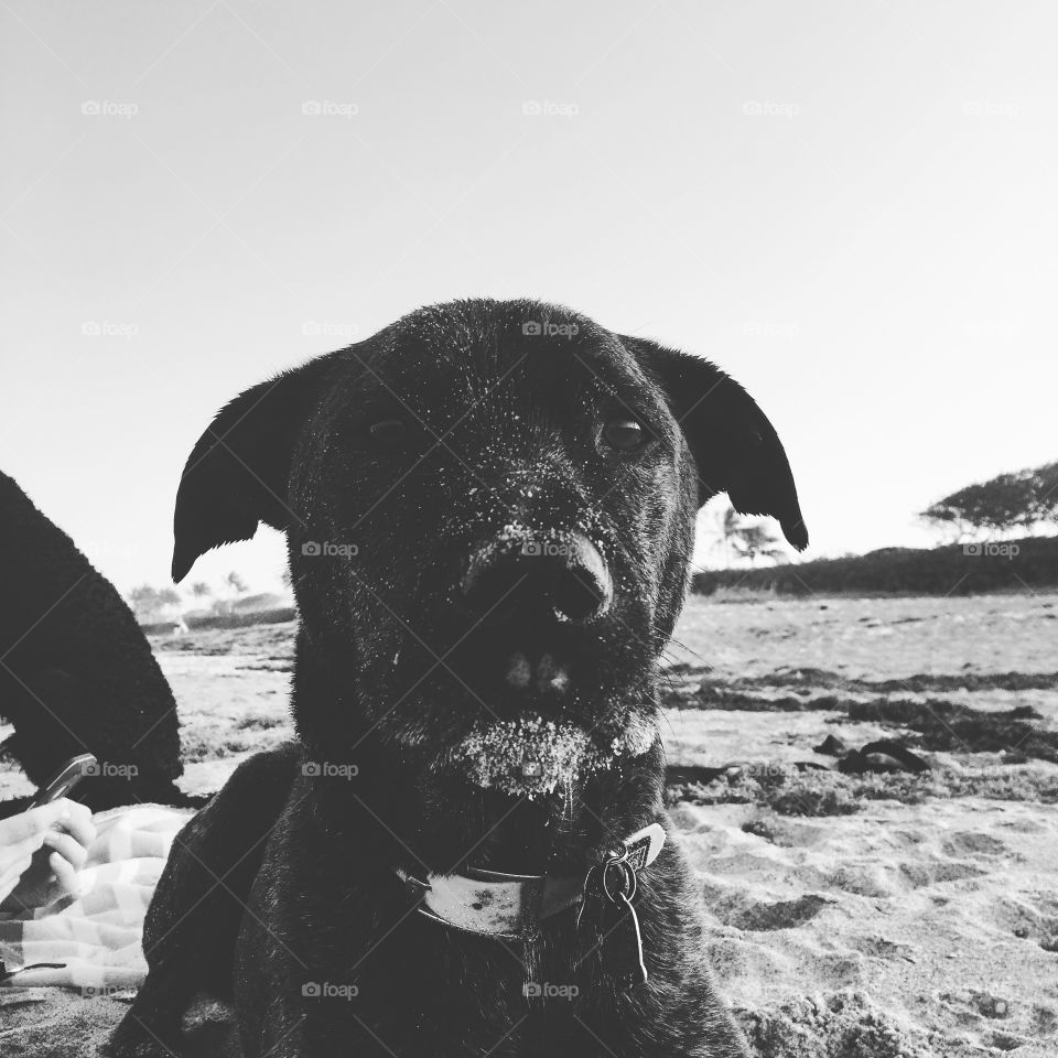 dog enjoying the beach 
juno beach FL USA