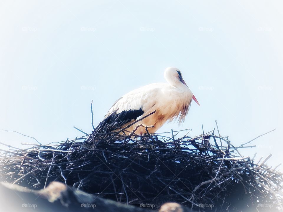 Stork Eguishem France