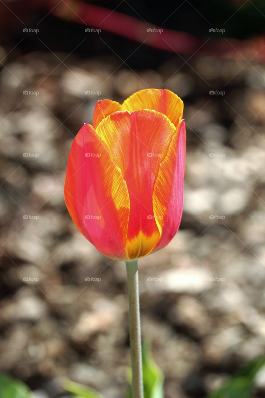 Red/orange flower