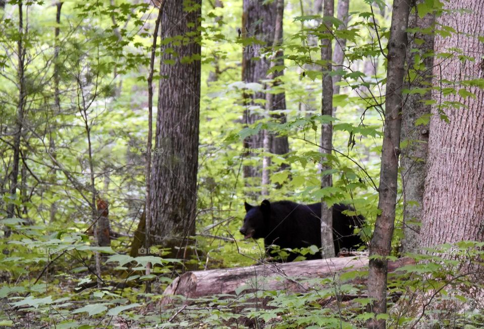 A black bear walking through the forest 