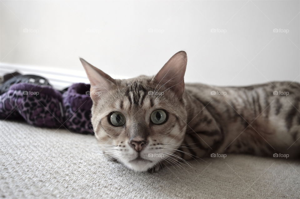 Stared out by a Bengal cat!