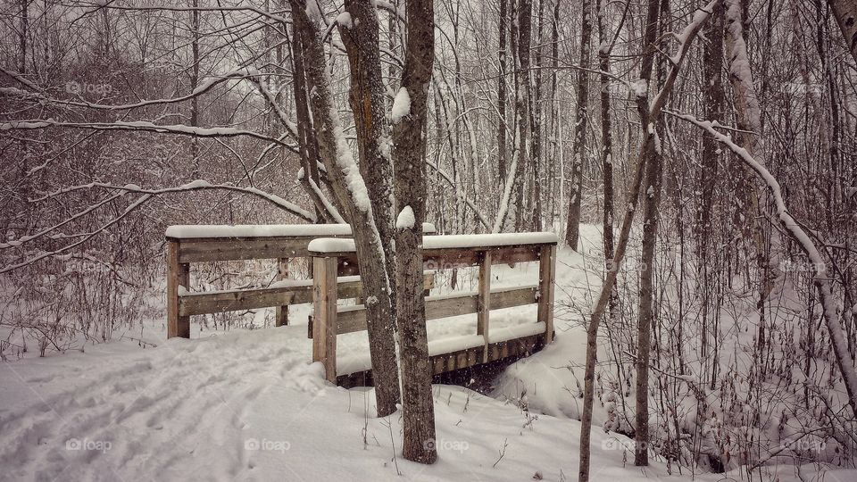 Forest during snow fall