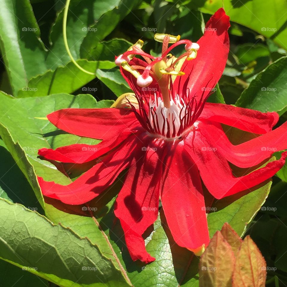 Red Passion flower surrounded by green leaves in a garden