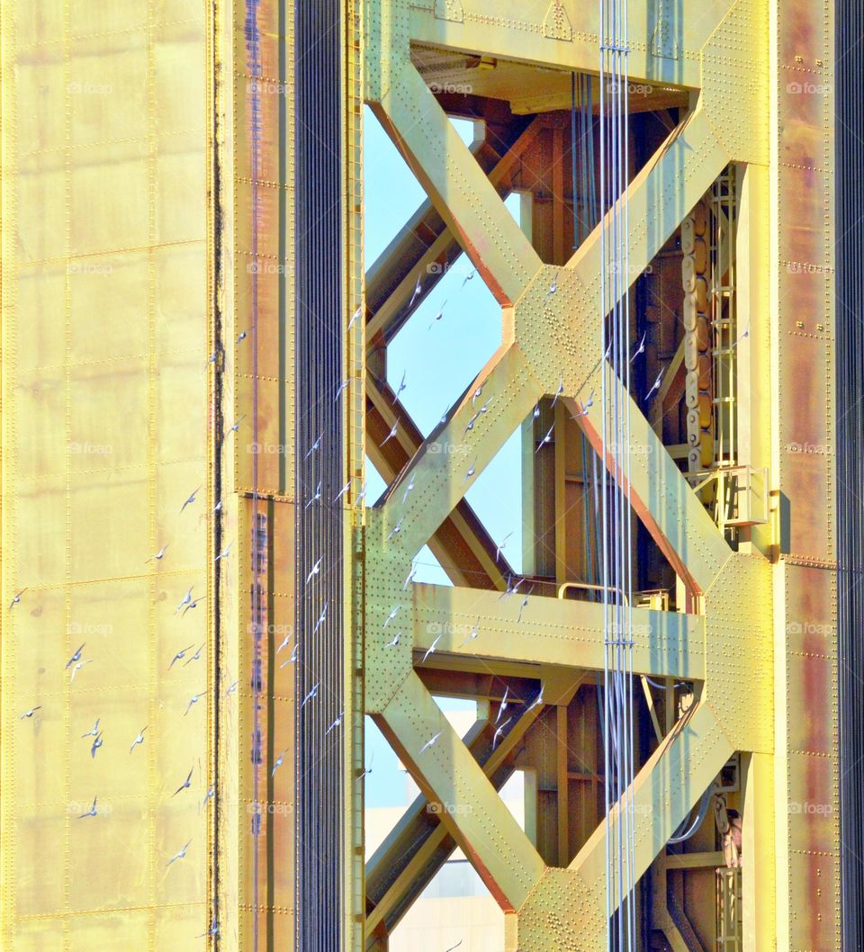 gold Bridge and a flock of birds nature and architecture