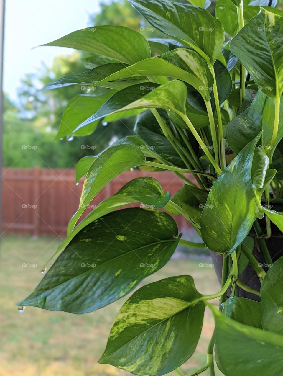 golden pothos hanging vine leaves collecting morning dew water droplets on a sunny summer day