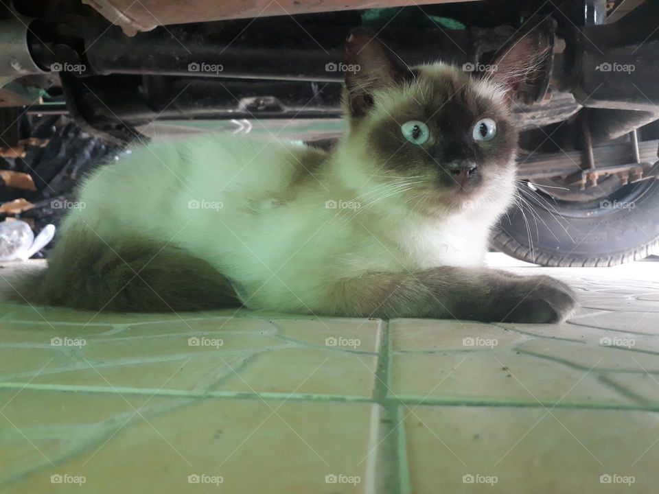 Cats are carnivorous animals, but many like to keep them because they have a nice coat color and are easy to play with.