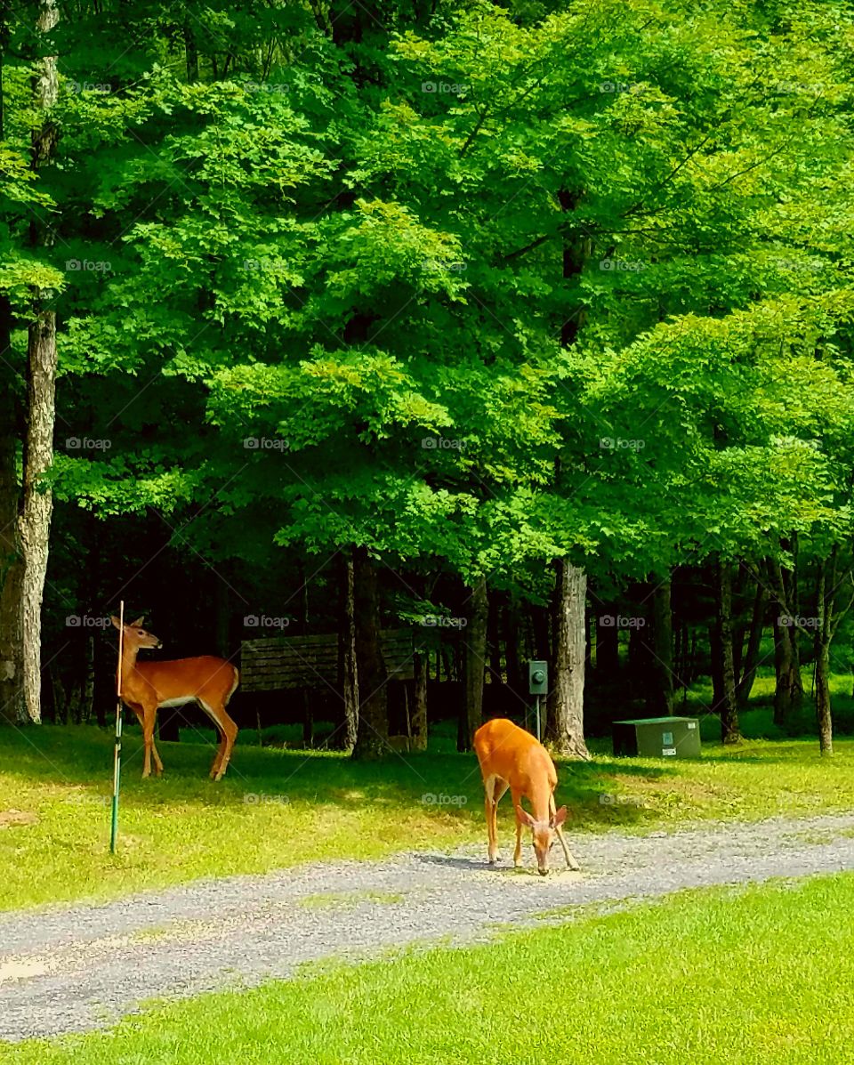 deer in nature