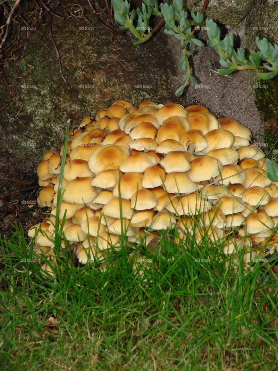 Mushrooms in England 