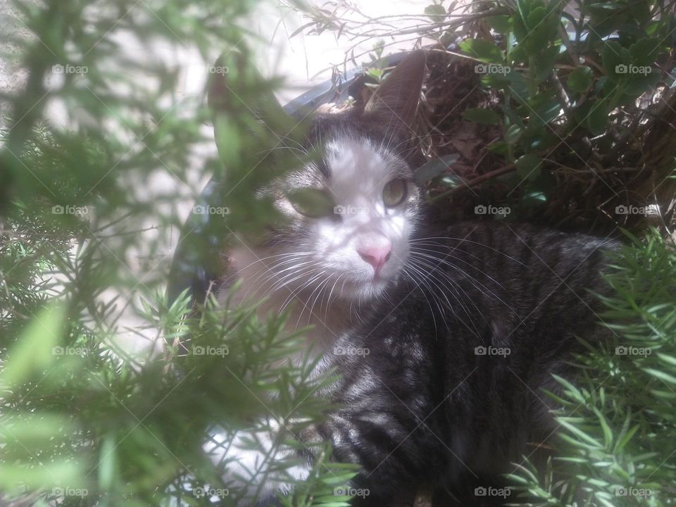 Beautiful cat looking at camera.