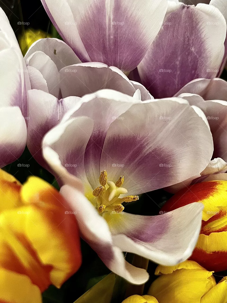 Tulips 