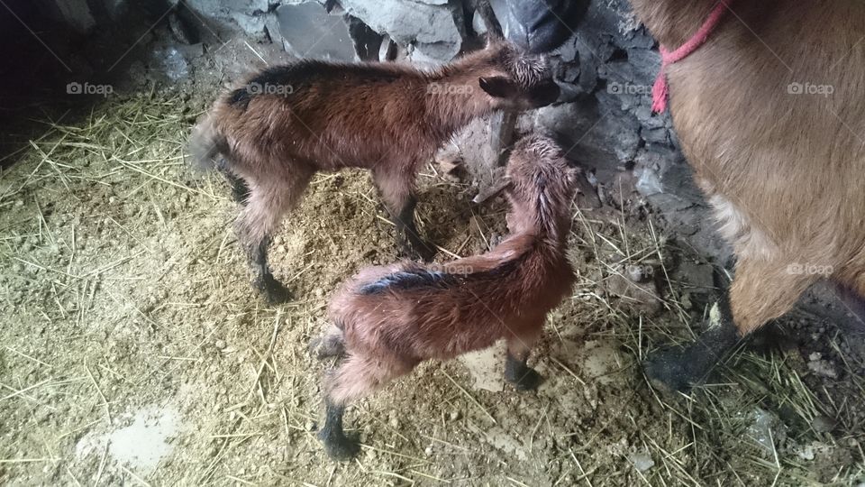 Newborn goats