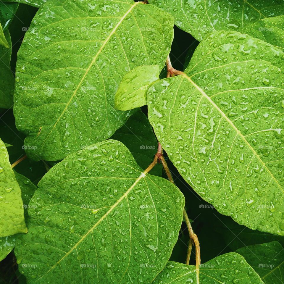 Texture of green leaves