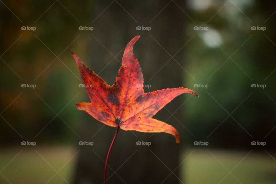 Fall Leaf