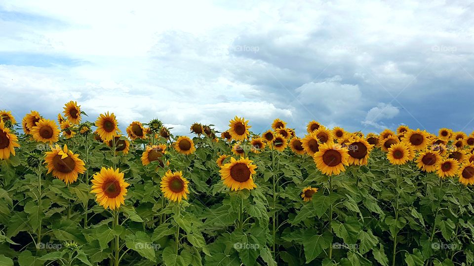 sunflowers