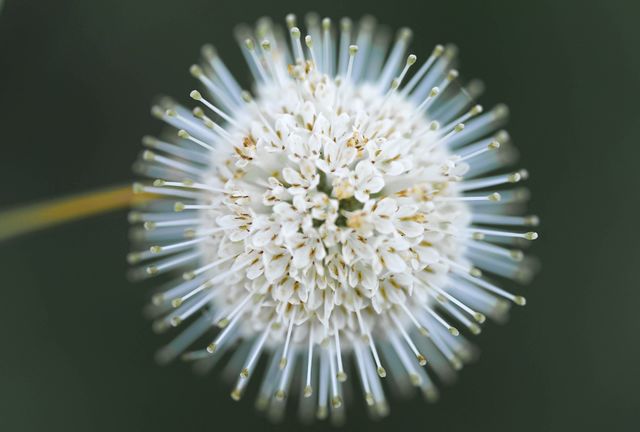 Summer Snowball