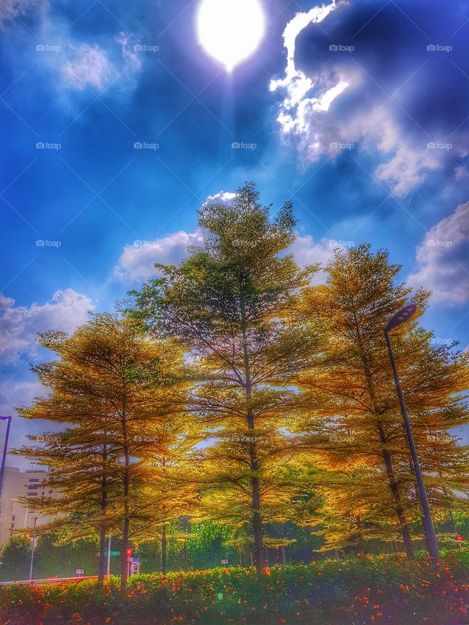 sun sky trees in hdr mode