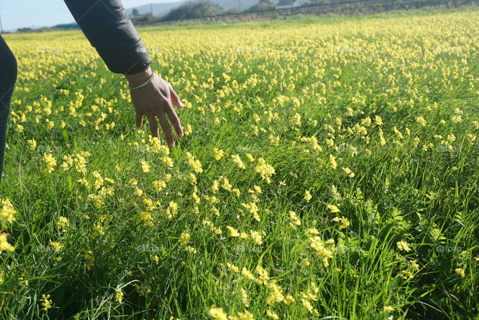 Greengrass#flowers#nature#hand