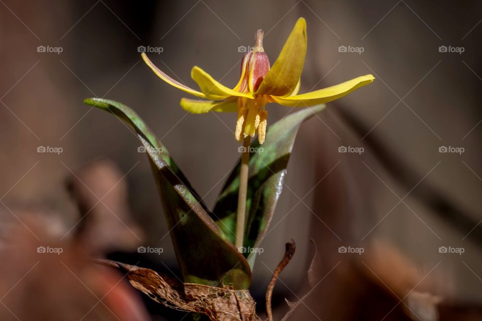 The yellow trout lily emerges and blooms on the forest floor in early spring before the forest canopy fills in an blocks out the sunlight. Called “trout” lily because it’s mottled leaves resemble a brook trout.  Yates Mill County Park, Raleigh, NC. 