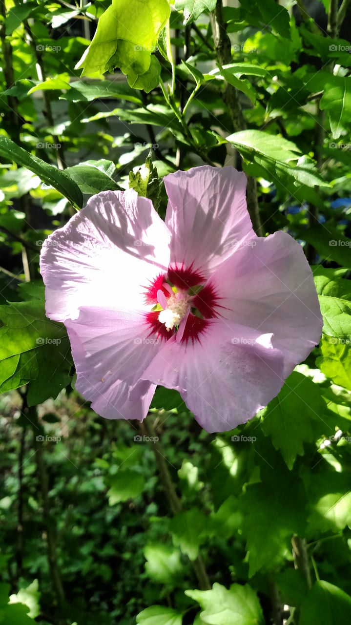 Beautiful summer flowers are blooming and so pretty