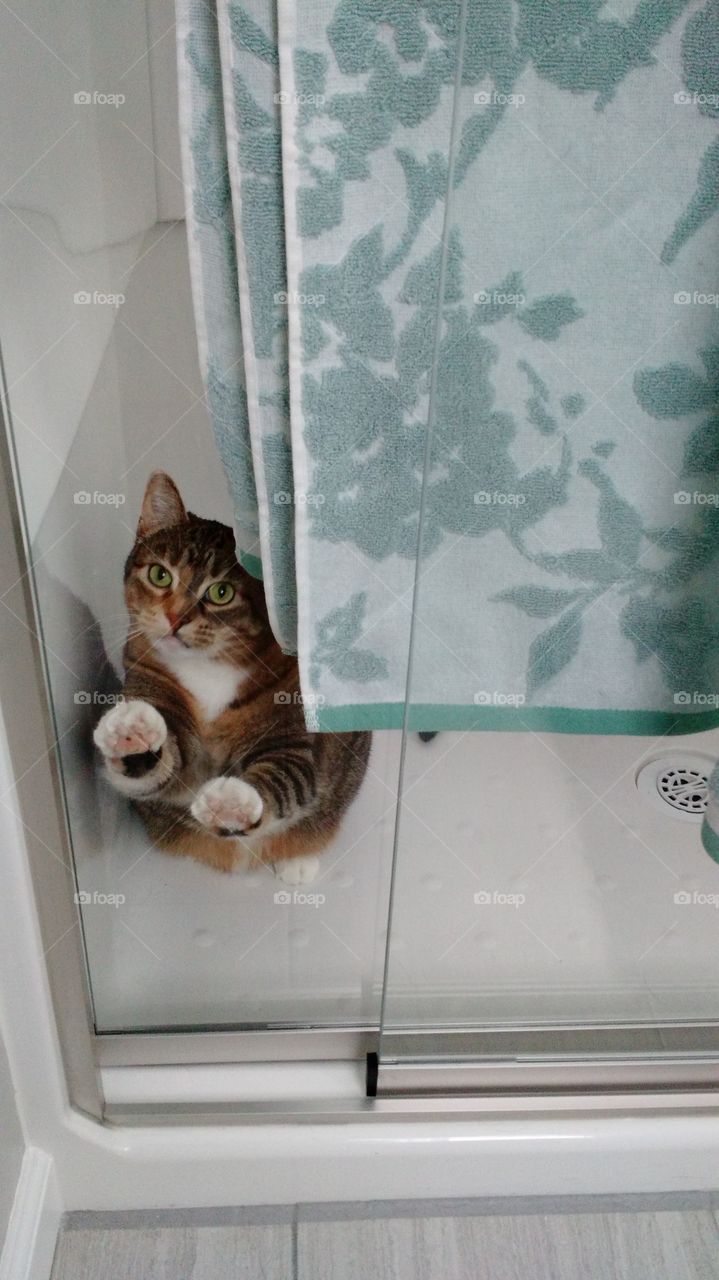 cat trapped in shower. funny bambi