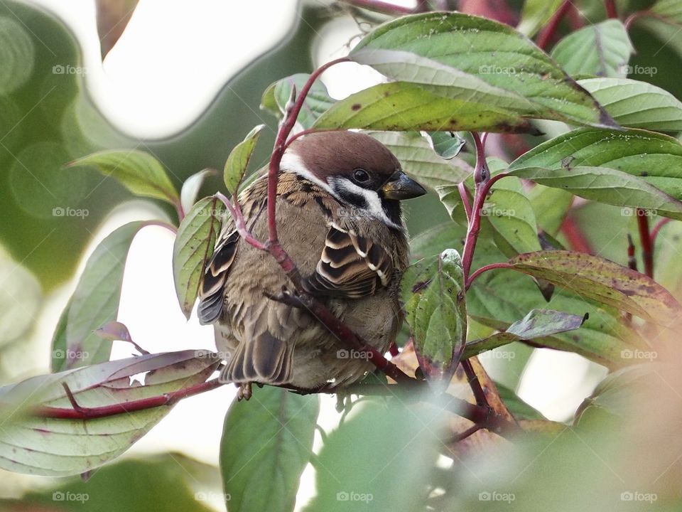 Sparrow