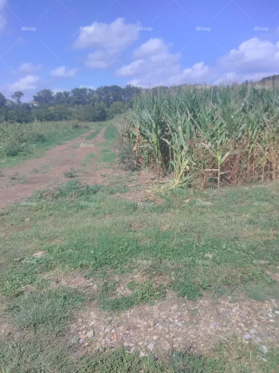 corn field
corn field
outdoors
corn maze

outdoors corn field
outdoors corn maze field