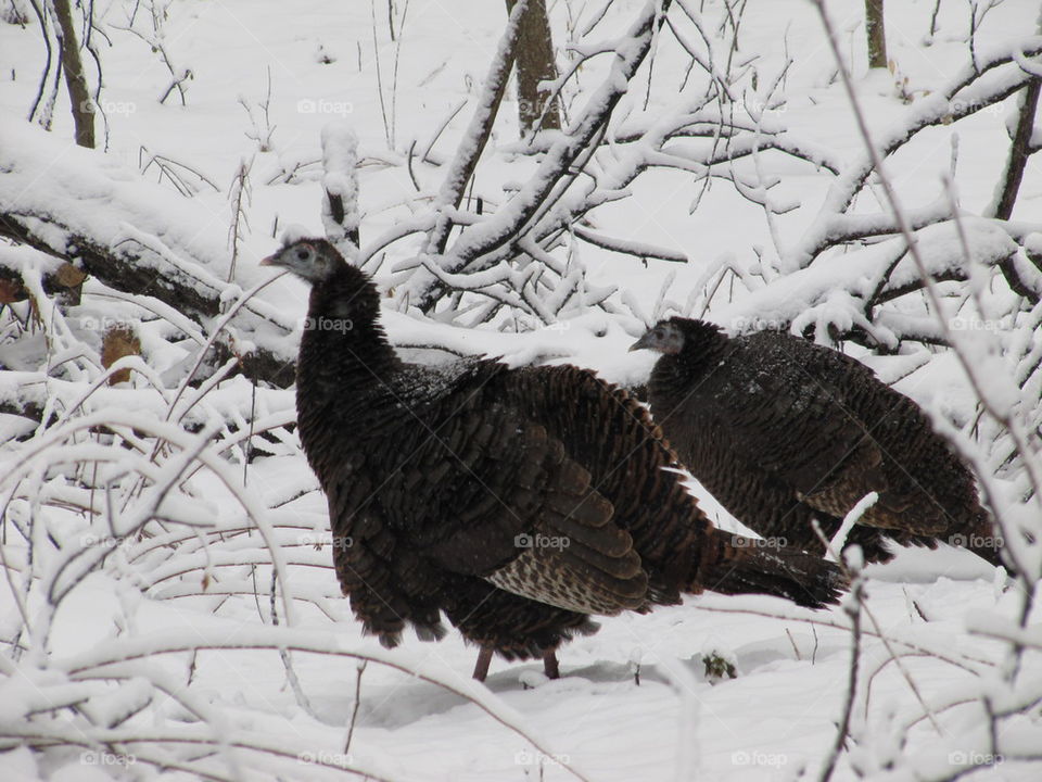 Snow Turkeys