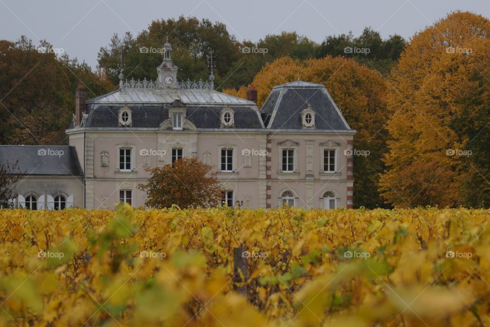 Automne sur la vigne