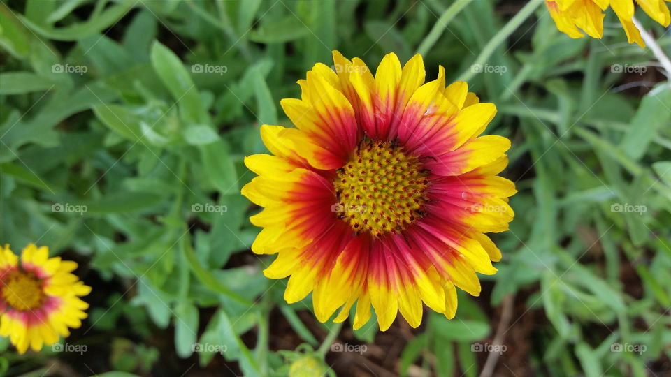Sunshiny Flower