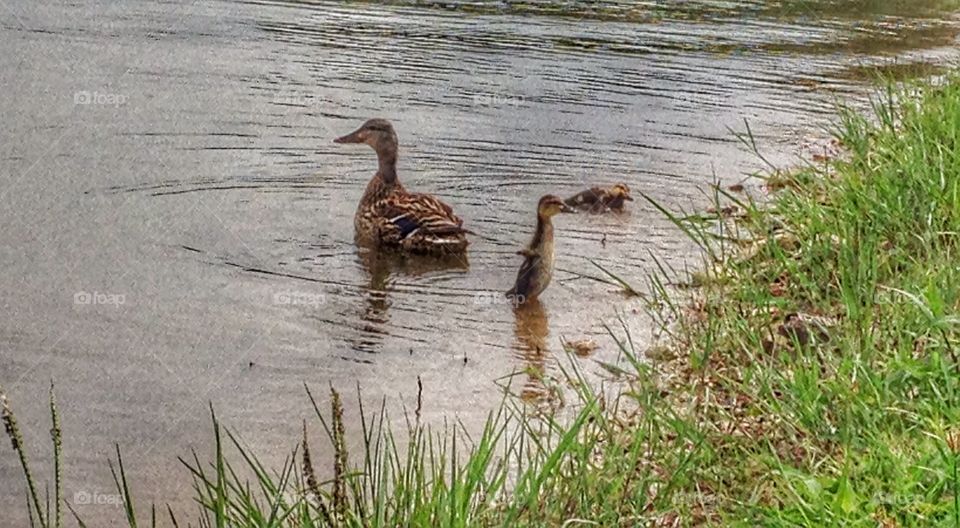 I believe I can fly. Duckling flapping wings