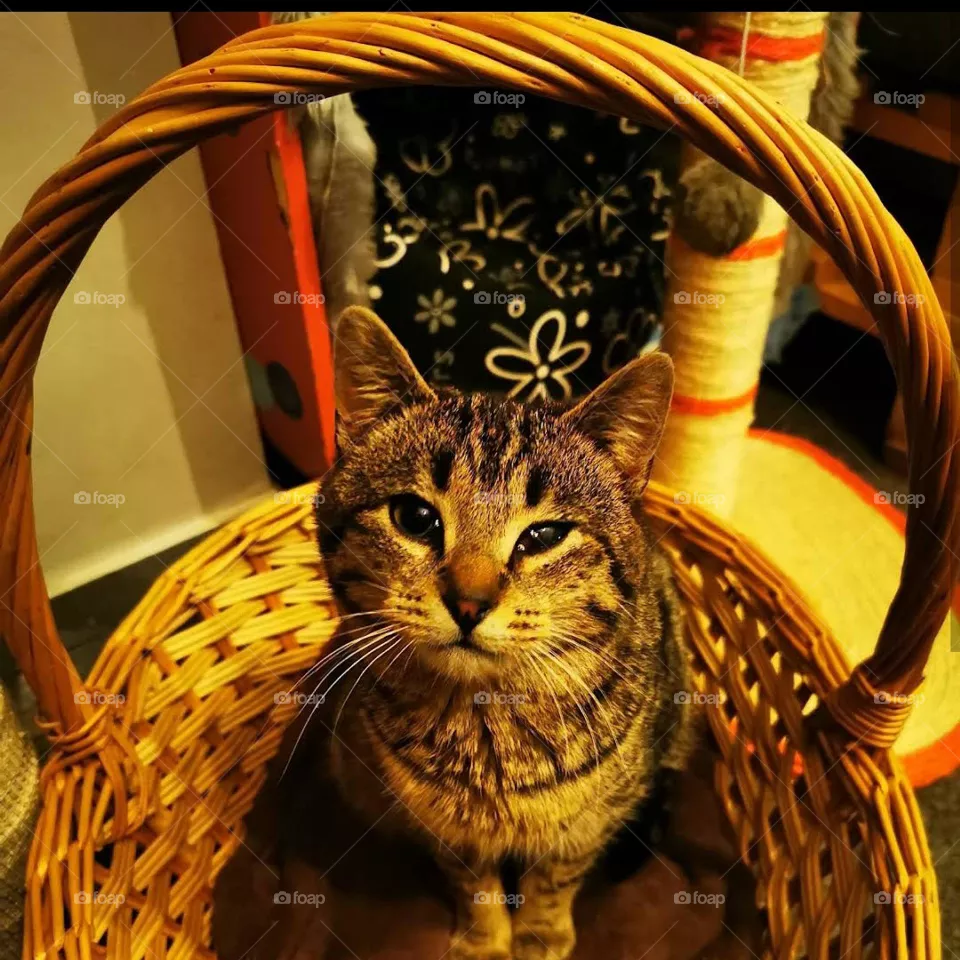 tom