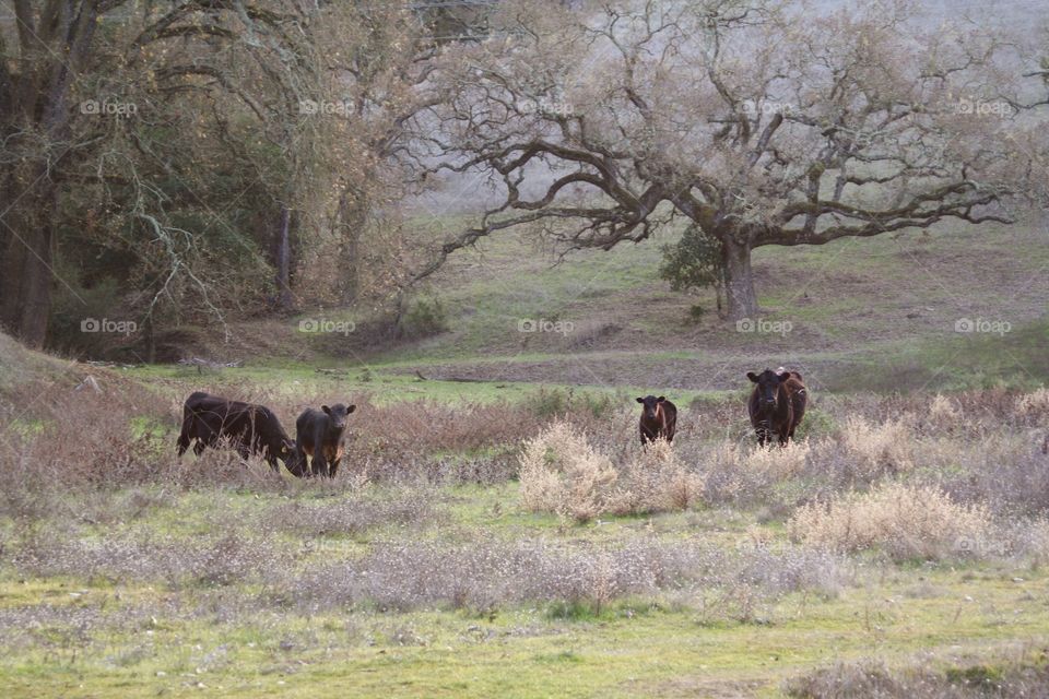 Cows, landscape 