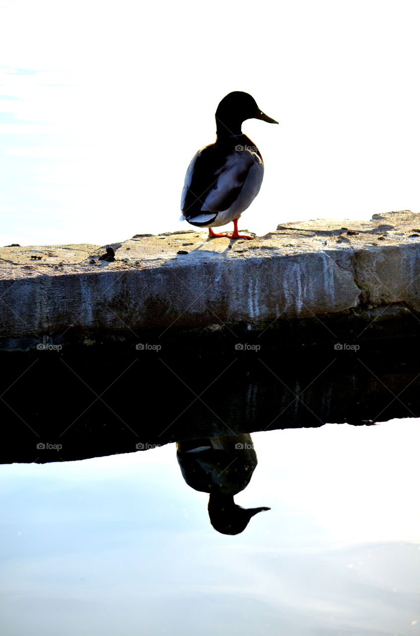 Duck silhouette