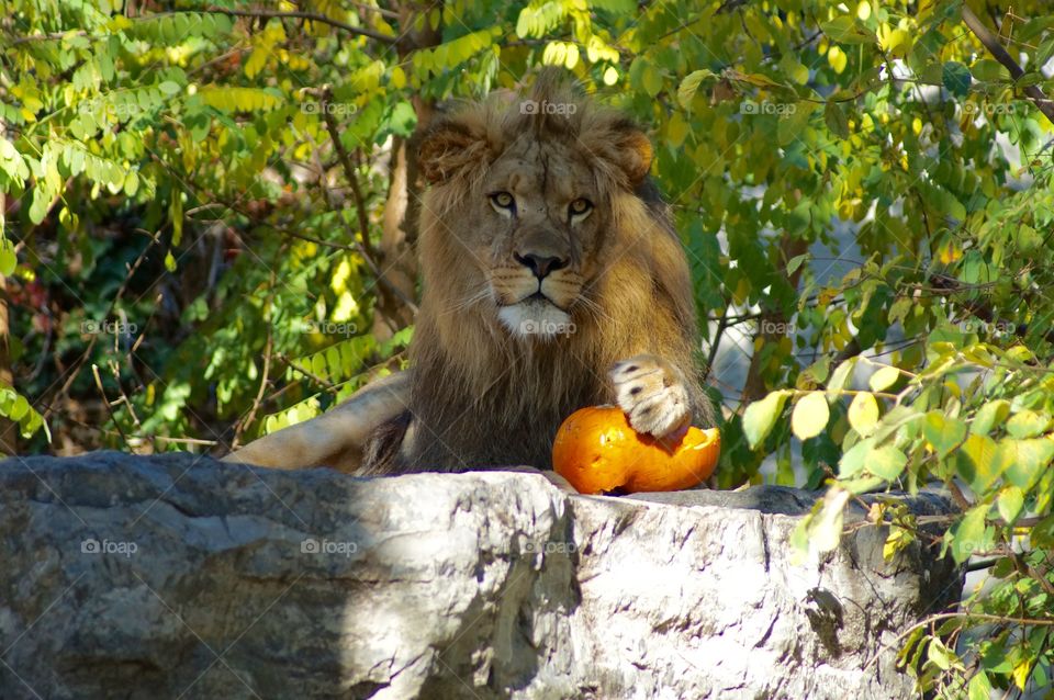 Lion with pumpkin