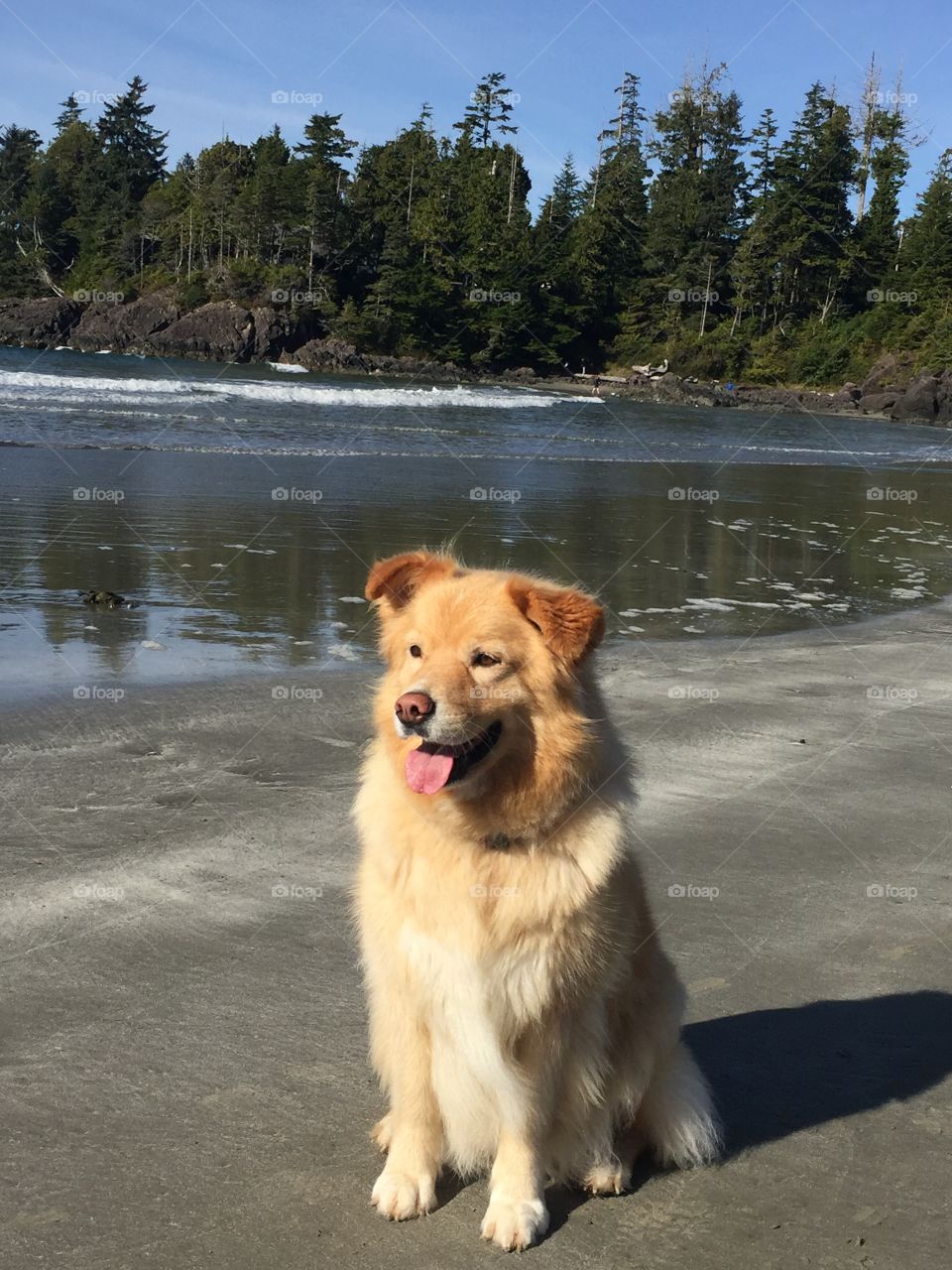Cute dog at Beach