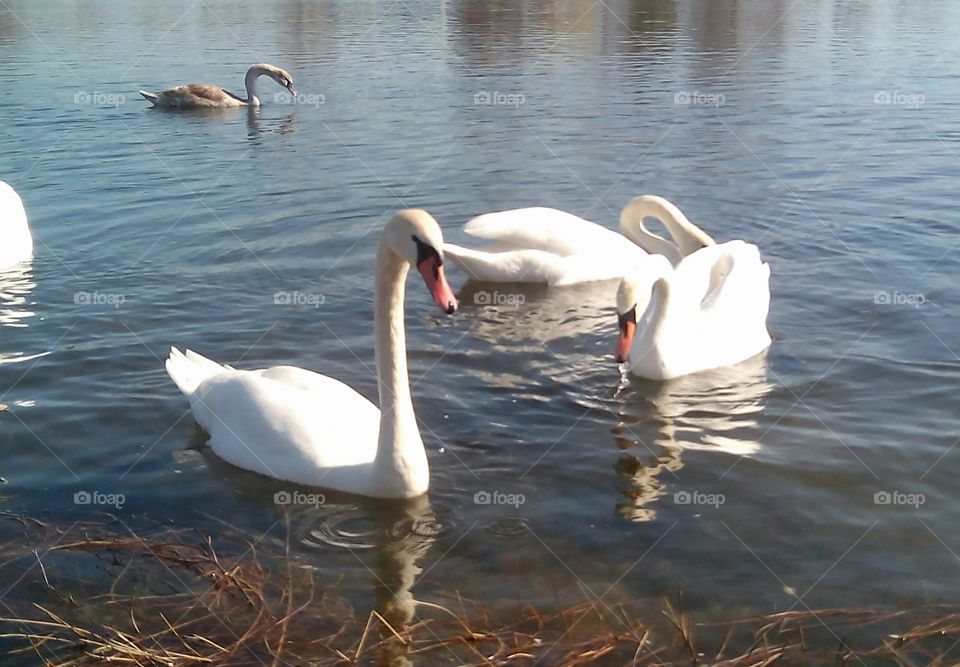 Swan, Bird, Water, Lake, Waterfowl