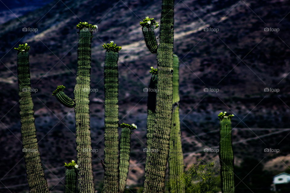 Cactuses that have been around for hundreds of years