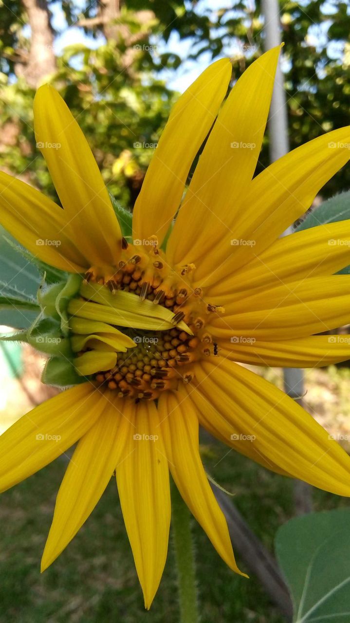 Undone

Sunflower