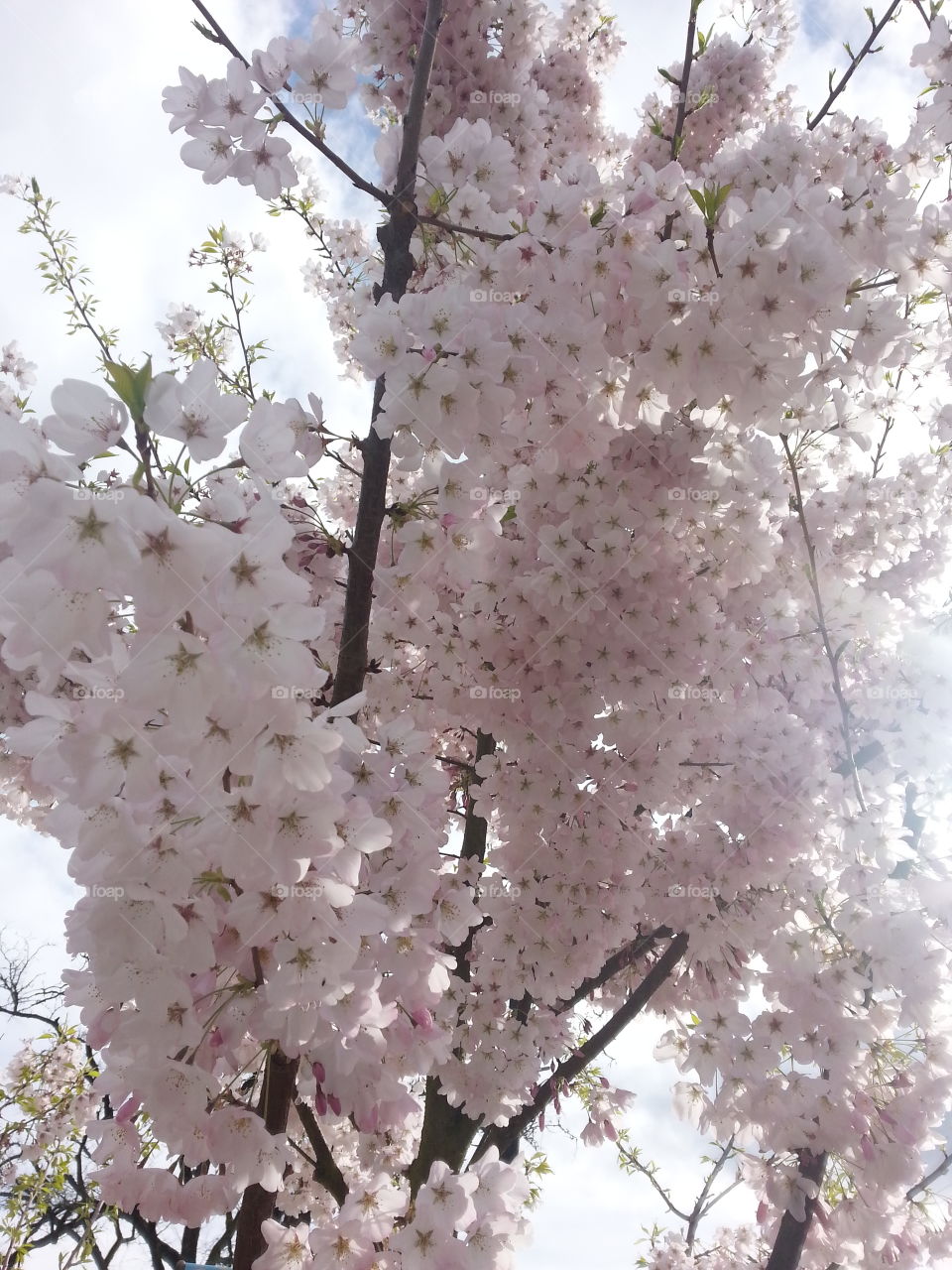 blossom. pink