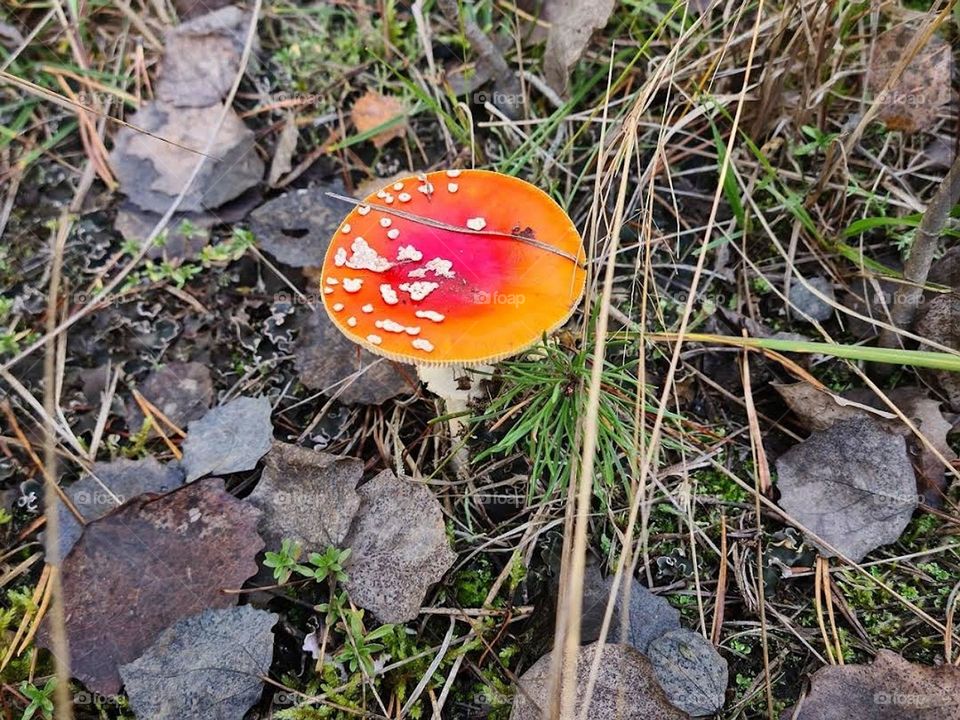 Forest mushroom