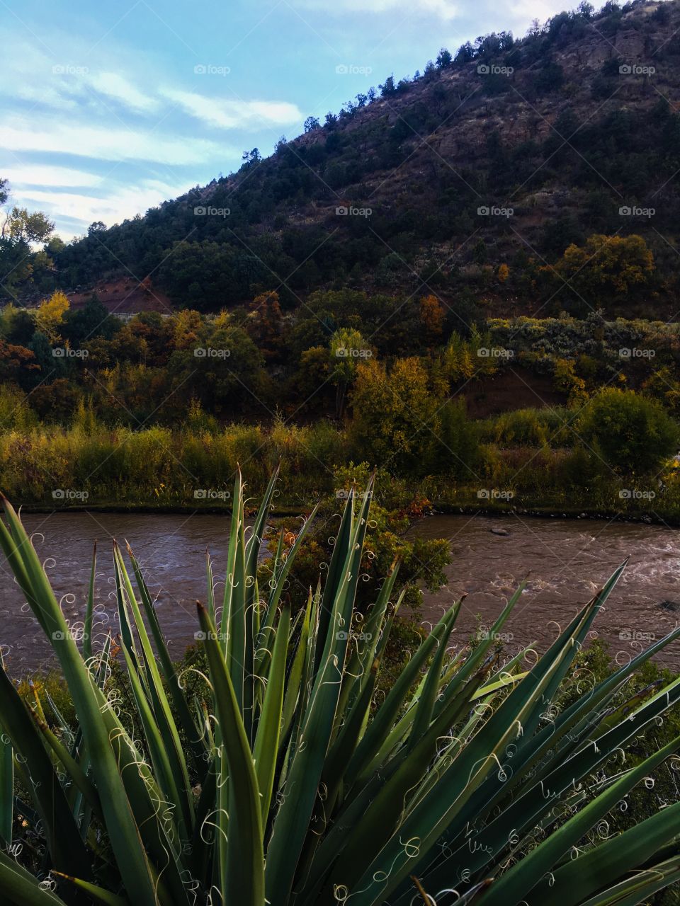 Scenic view of cactus in front of river