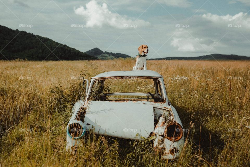 Dog sitting on old car skeleton, on field