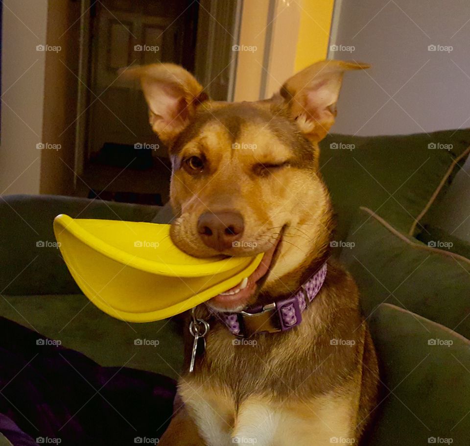 My Dog Paris winking for the camera