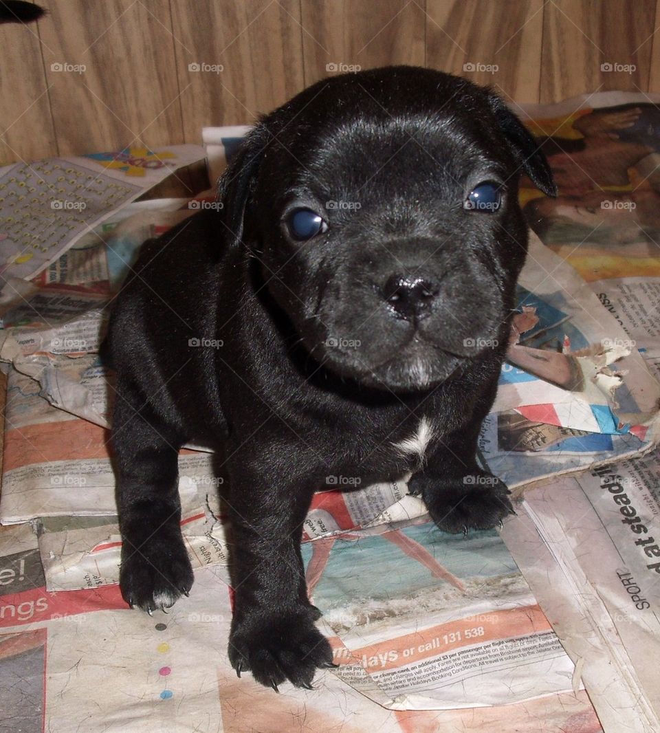 English Staffordshire Terrier Pup