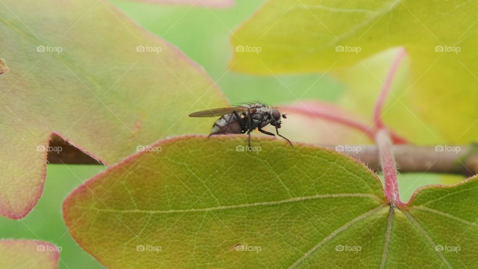 Muscidae fly. macro.