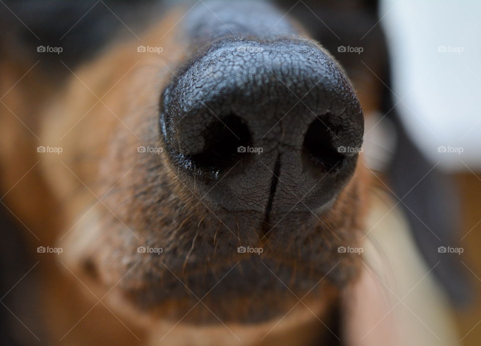 Nose of a dog